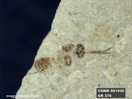 Insecta