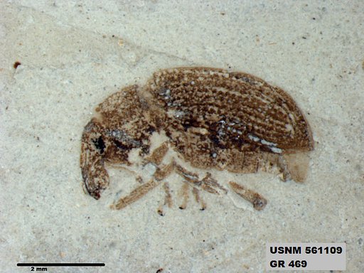 Insecta
