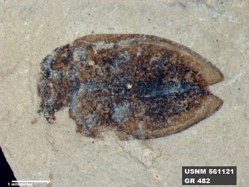 Genus sp