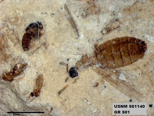Insecta