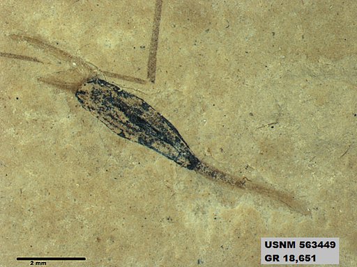 Insecta
