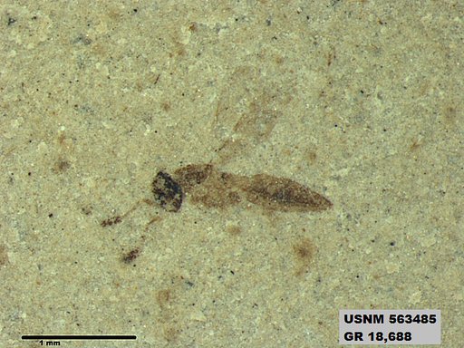 Insecta