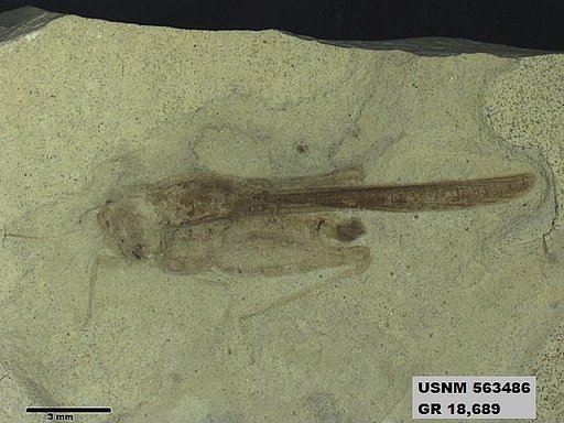 Eotetrix unicornis