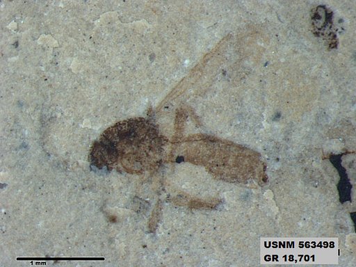 Insecta