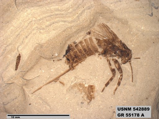 Pronemobius tertiarius