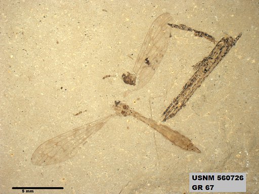 Genus sp