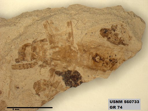 Insecta