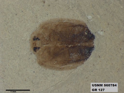 Insecta