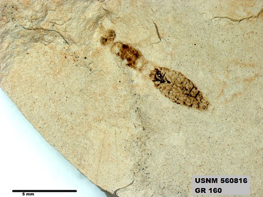 Insecta