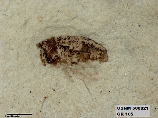 Insecta