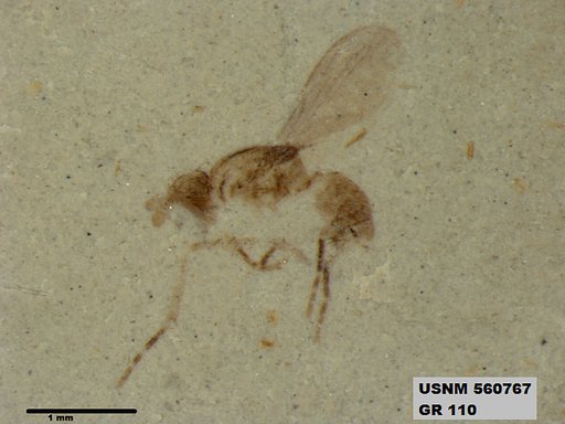 Insecta