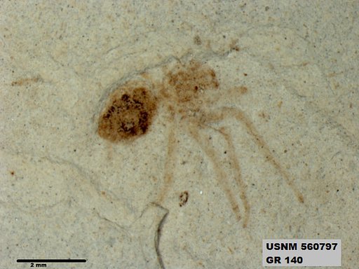Insecta