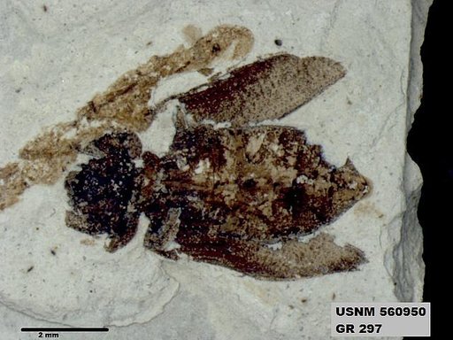 Insecta