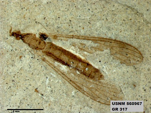 Genus sp