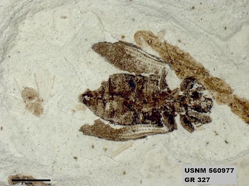 Insecta