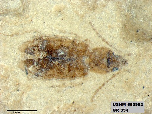 Insecta