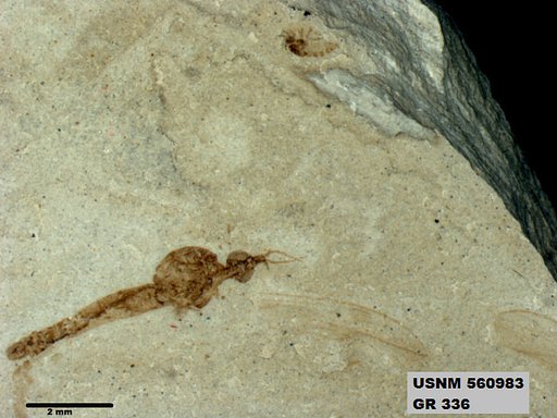 Genus sp