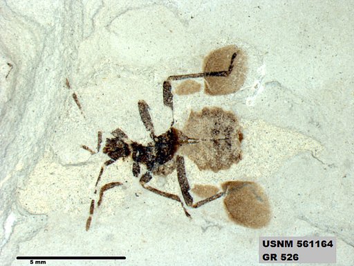 Genus sp