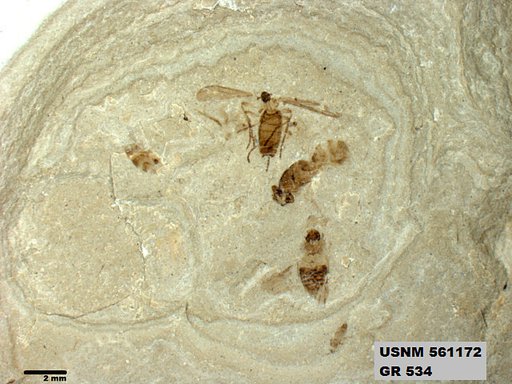 Insecta
