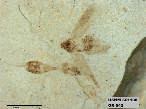 Genus sp
