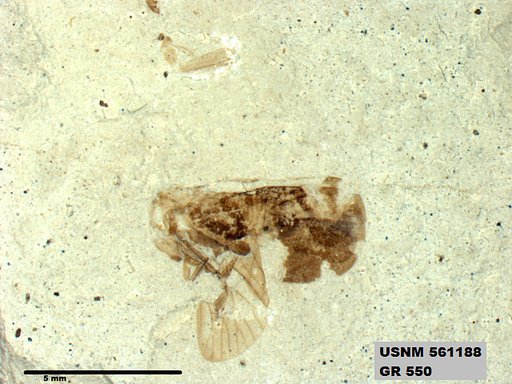 Genus sp