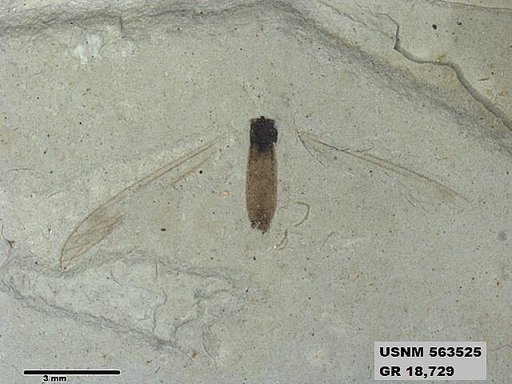 Insecta