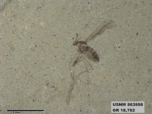 Insecta
