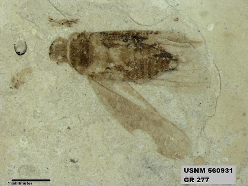 Genus sp
