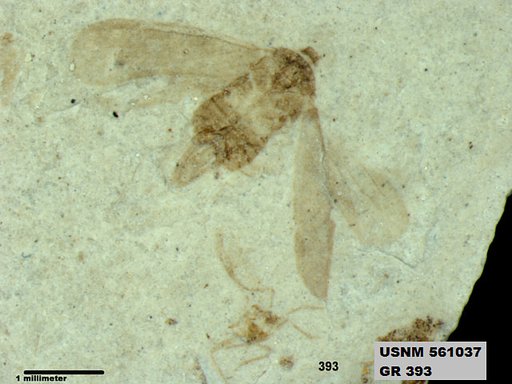 Genus sp