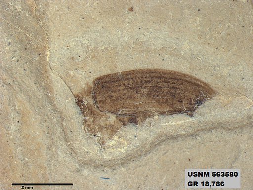 Genus sp