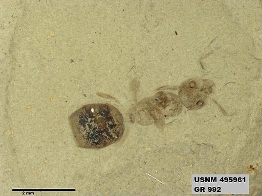 Dolichoderus kohlsi