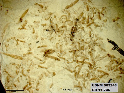 Insecta