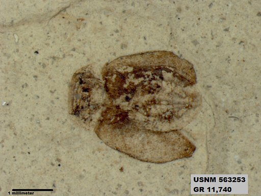 Insecta