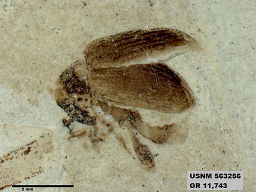 Insecta
