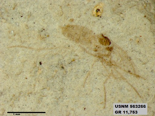 Insecta