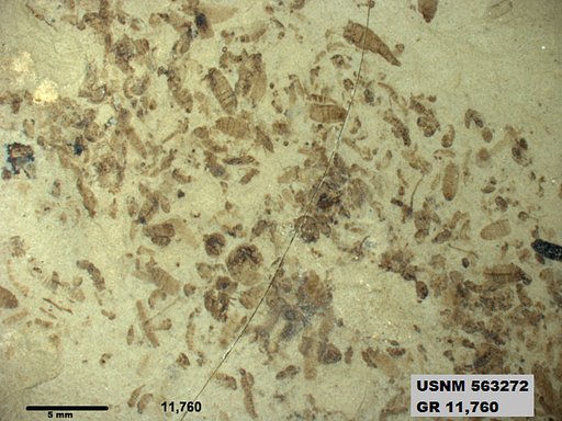 Insecta