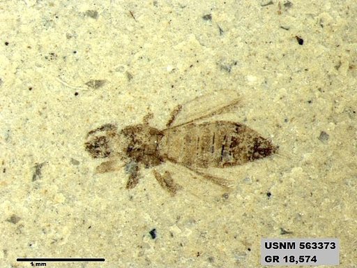 Insecta