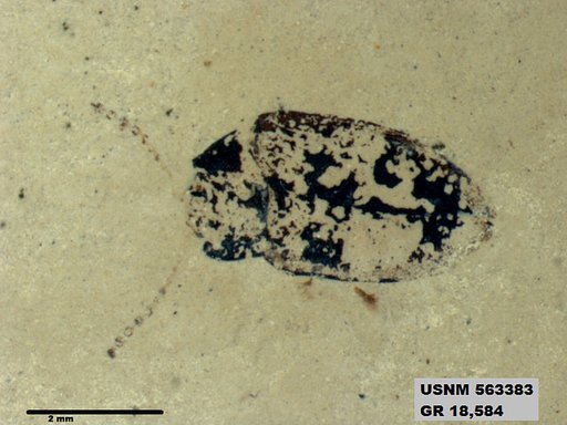 Insecta