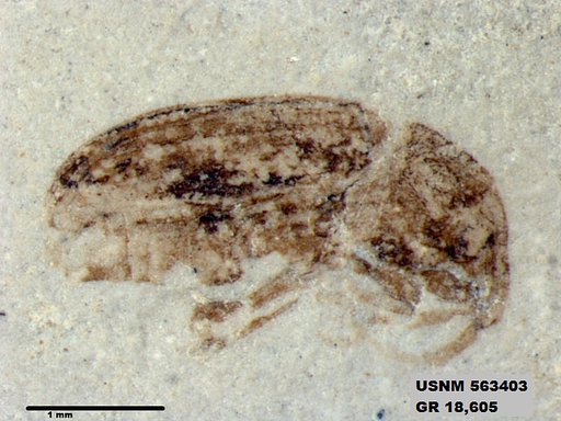 Genus sp
