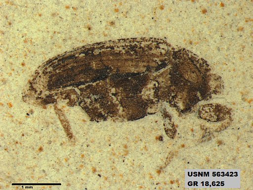 Insecta