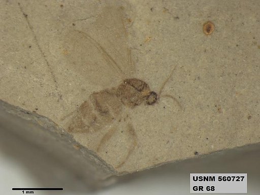 Insecta