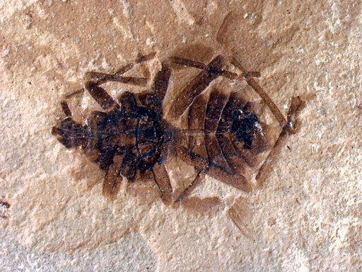 Tipula sp