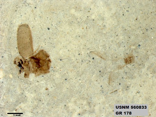 Insecta
