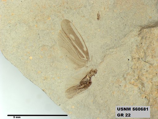 Genus sp