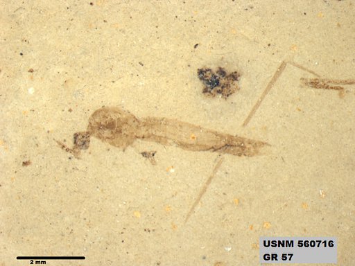 Genus sp