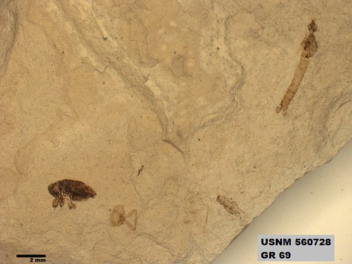 Genus sp