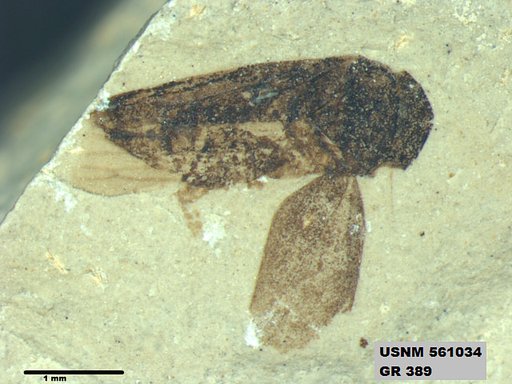 Insecta