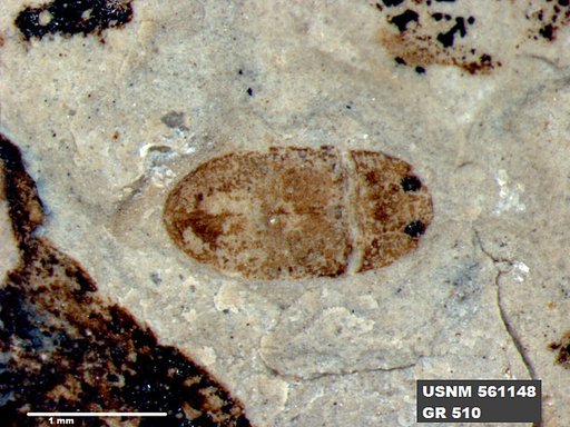 Insecta