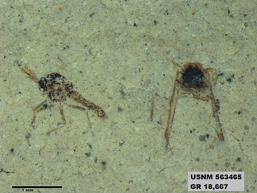 Insecta