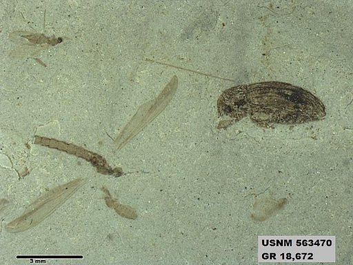 Insecta